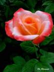 rose19.JPG