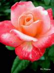rose2877.JPG