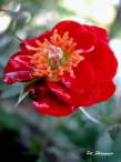 rose36.JPG