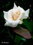 rose6.JPG