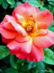 rose977.JPG