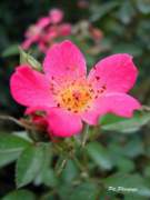 rose2577.JPG
