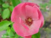rs.JPG