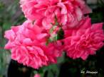 rose25.JPG