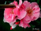 rose30.JPG