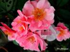 rose35.JPG