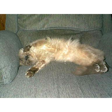 scratch my belly