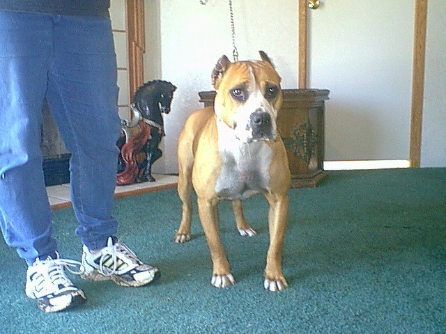 Stud Available!