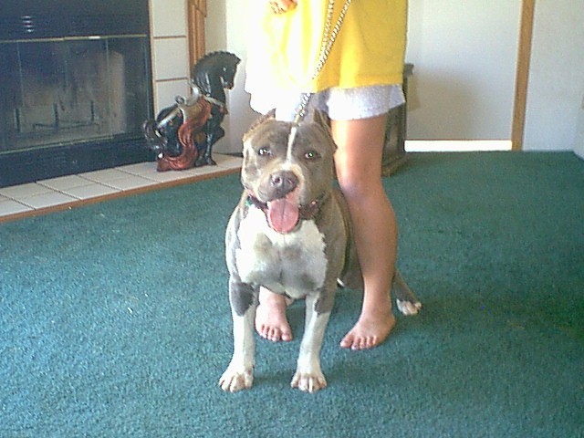 Stud Available