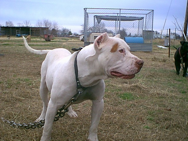 Stud Available
