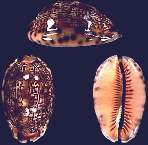 Cypraea arabica