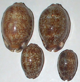 Cypraea arabica