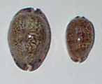 Cypraea arabica