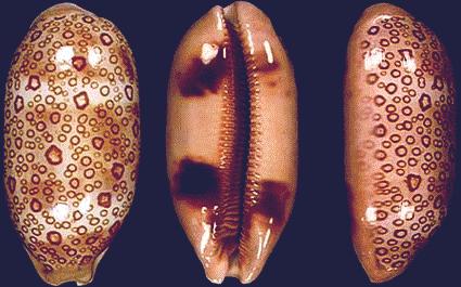 Cypraea argus
