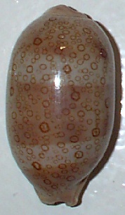 Cypraea argus