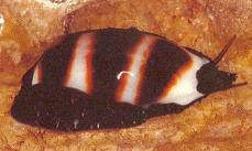 Live Cyprea asellus