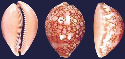 Cypraea broderipii