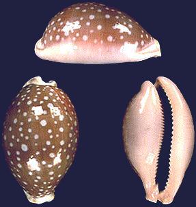 Cypraea camelopardalis