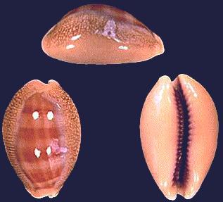 Cypraea carneola