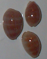 Cypraea carneola