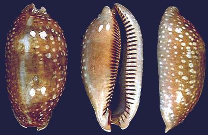 Cypraea cervinneta