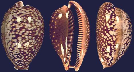 Cypraea cervus