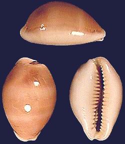 Cypraea cinerea