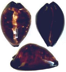 Cypraea decipiens