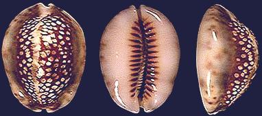 Cypraea depressa