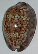 Cypraea depressa