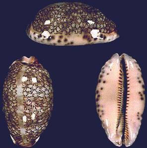 Cypraea eglantina
