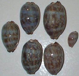 Cypraea eglantina