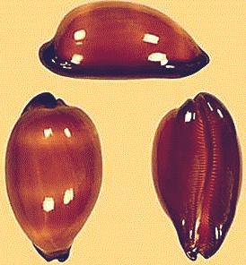 Cypraea exusta