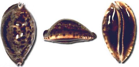 Cypraea friendii