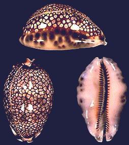 Cypraea histrio