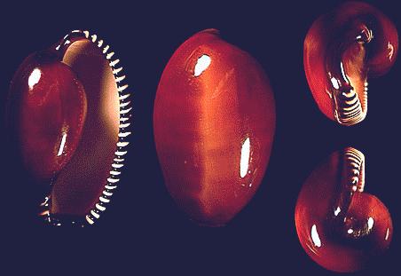 Cypraea incomparaind