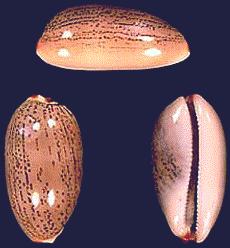 Cypraea isabella