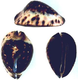 Cypraea jeaniana