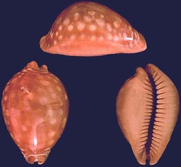 Cypraea leucodon