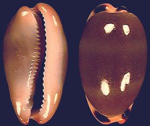 Cypraea lurida