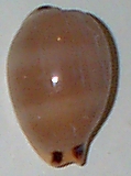 Cypraea lurida