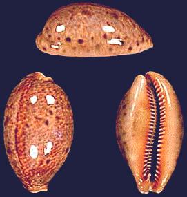 Cypraea lynx
