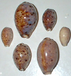 Cypraea lynx