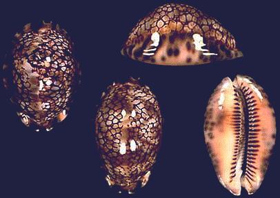 Cypraea maculifera