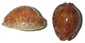 Malformed Cypraea maculifera