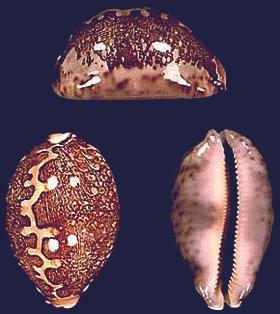 Cypraea mappa