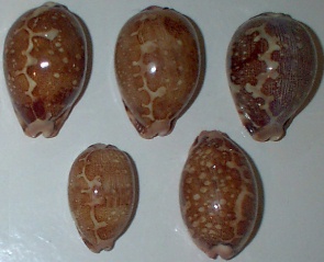 Cypraea mappa