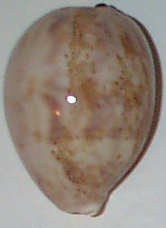 Juvenile Cypraea mappa