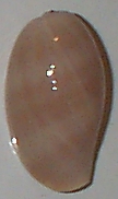 Juvenile Cypraea mappa