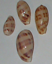 Juvenile Cypraea mappa